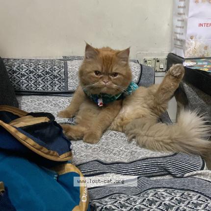 Photo 1/1 max Chat lost in Delhi