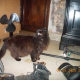 Picture of cat lost at Liege