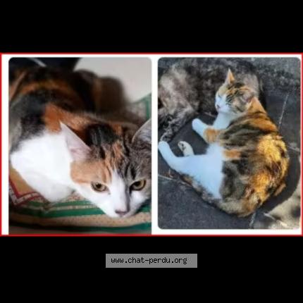 Photo 1/1 Doudie Chat lost in Plougasnou