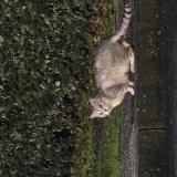 Picture of cat found at Angers