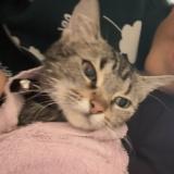 Picture of cat lost at Cholet