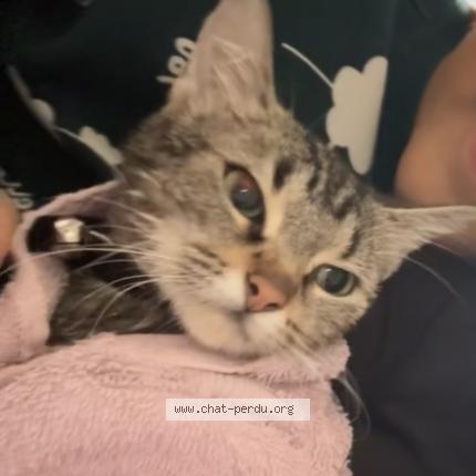 Photo 1/1 Grifin Chat lost in Cholet