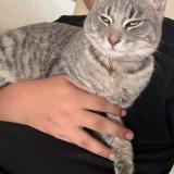 Picture of cat lost at Perris