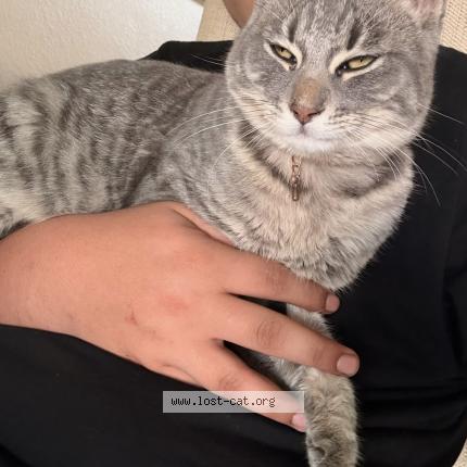 Photo 2/2 Pheonix Chat lost in Perris