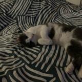 Picture of cat lost at Mehun Sur Yevre