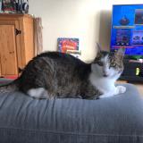 Picture of cat lost at Les Sables D Olonne