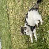 Picture of cat lost at Seichamps