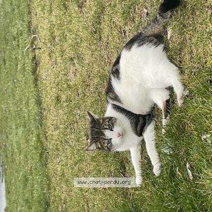 Photo 1/1 aïko Chat lost in Seichamps