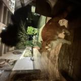 Picture of cat found at Bourgneuf La Foret