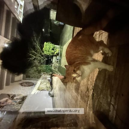 Photo 1/1 Found cat Found in Bourgneuf la foret