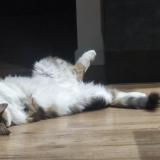 Picture of cat lost at Villelongue De La Salanque