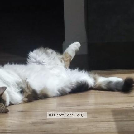 Photo 1/1 Happy Chat lost in Villelongue de la salanque