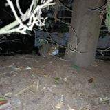 Picture of cat found at Toulouse