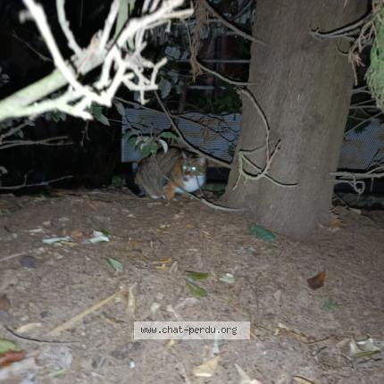 Photo 1/1 Found cat Found in Toulouse