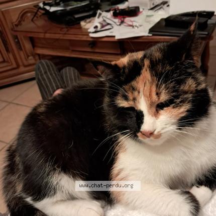 Photo 1/1 Tartine Chat lost in Vindry