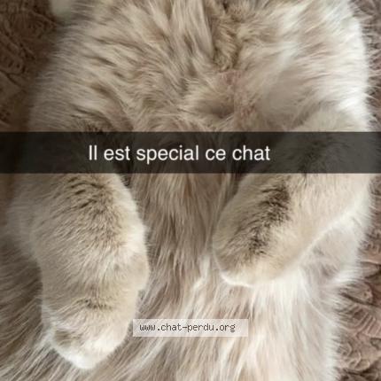 Photo 1/1 Boulk Chat lost in Strasbourg