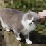 Picture of cat found at Tourcoing