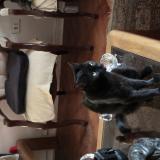 Picture of cat found at Santiago