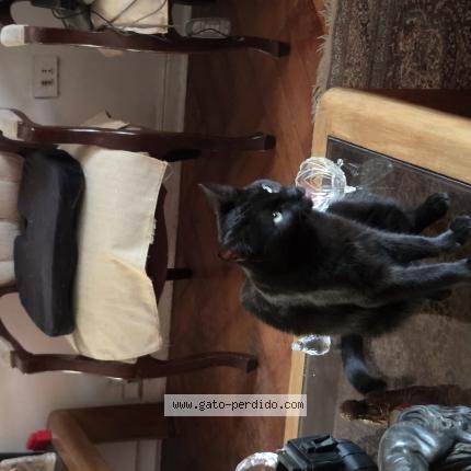 Photo 1/1 Found cat Found in Santiago