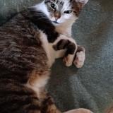 Picture of cat lost at Brenat