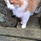 Picture of cat found at Fenouiller