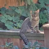 Picture of cat lost at Surrey
