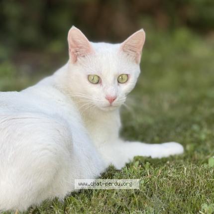 Photo 1/1 Bichette Chat lost in Ambares et lagrave