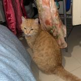 Picture of cat lost at Bourg De Peage