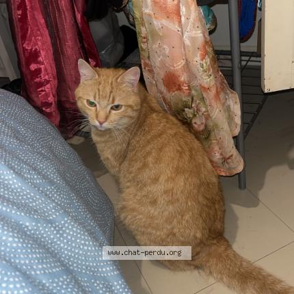 Photo 1/1 Minou Chat lost in Bourg de peage