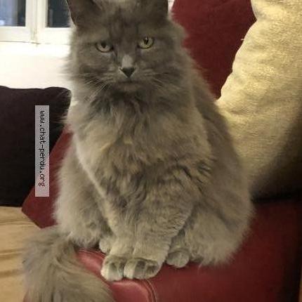 Photo 1/1 Mimine Chat lost in Vix