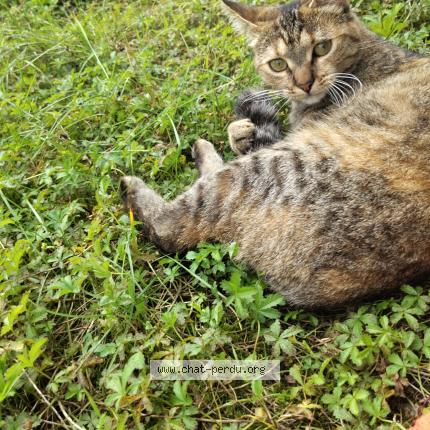 Photo 1/1 Haru Chat lost in Ornans