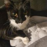 Picture of cat lost at Feyzin