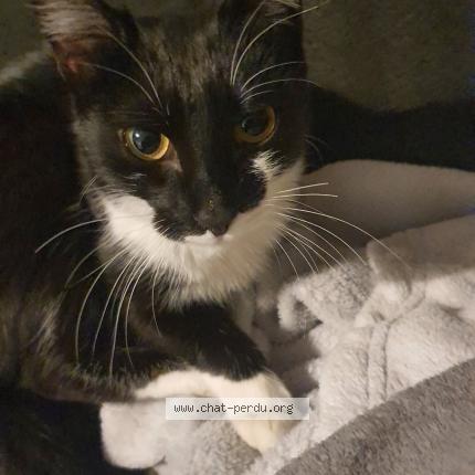 Photo 1/1 Souna Chat lost in Feyzin