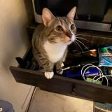 Picture of cat lost at Augusta