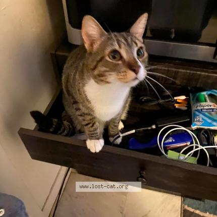 Photo 1/1 Princess Chat lost in Augusta