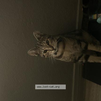 Photo 1/1 Kitty Chat lost in Inglewood