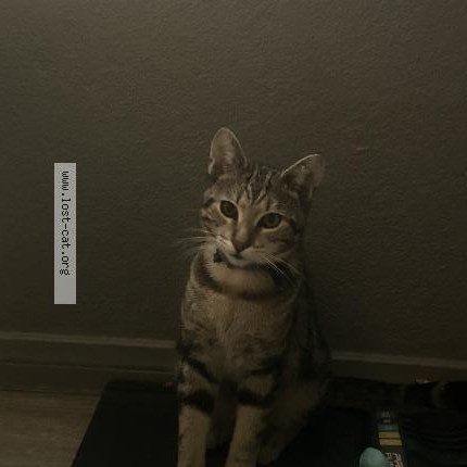 Photo 1/1 Kitty Cat lost in Inglewood