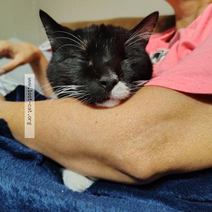 Photo 1/1 Socks Chat lost in San antonio