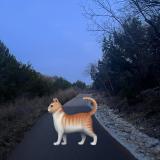 Picture of cat found at Austin