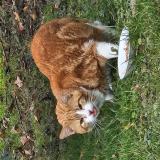 Picture of cat found at Bourguignon