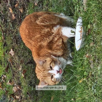 Photo 1/1 Found cat Found in Bourguignon