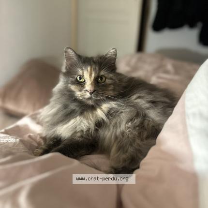 Photo 1/1 Princesse Chat lost in Pont du chateau