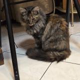 Picture of cat found at Bondoufle