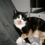 Picture of cat found at Argol