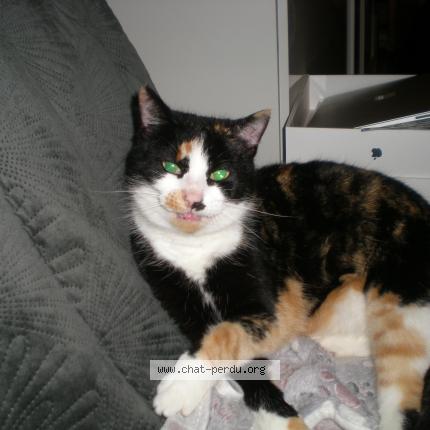 Photo 1/1 Found cat Found in Argol