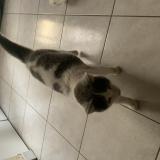 Picture of cat found at Plumaugat