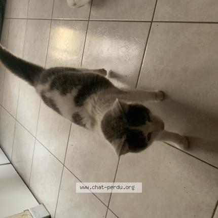 Photo 1/1 Found cat Found in Plumaugat