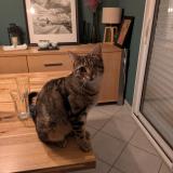 Picture of cat lost at Longues