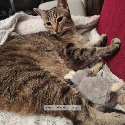 Photo 1/1 LOULLIG Chat lost in Morlaix