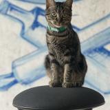 Picture of cat lost at Wattignies